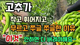 고추가 작고 휘어지고 무르고 쭈글쭈글할때 이것 한하면 수확 못하고 버려야해요 이렇게 간단히 해결하세요 #고추…