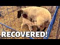 UNBELIEVABLE!! (My SWOLLEN HEADED lamb made a full recovery, and my BLIND EWE LAMBED!):  Vlog 316