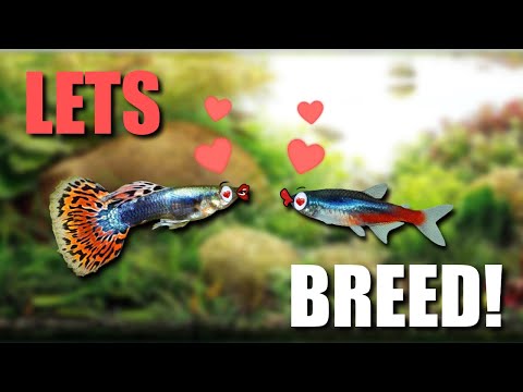 Guppies & Tetras CAN Crossbreed! We've Got PROOF...