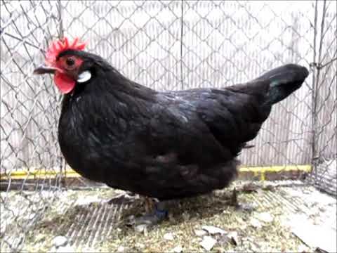 Zwerg-Krüper schwarz,  Lipsia-Schau 2018