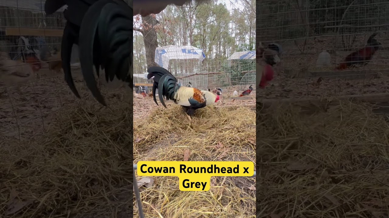 Cowan Roundhead X Grey Rooster