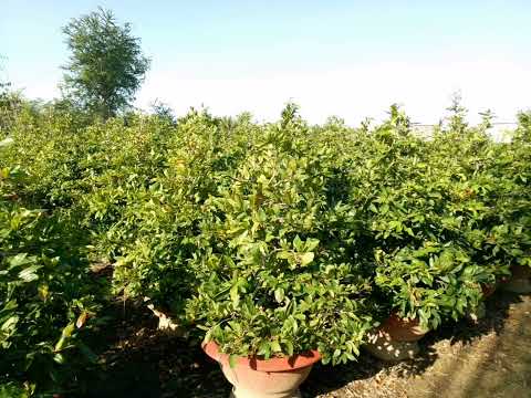 gl mai dáng long giảo rin thuần chậu ae hợp nhận lh 0984202611