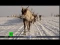Nomadic Life Children Of The Tundra