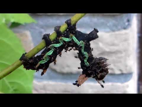 EPIC CATERPILLAR:  Citheronia beledonon caterpillars