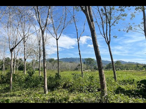 Almost 11 Rai of Rubber Plantation for Sale in Takua Tung, Phang Nga