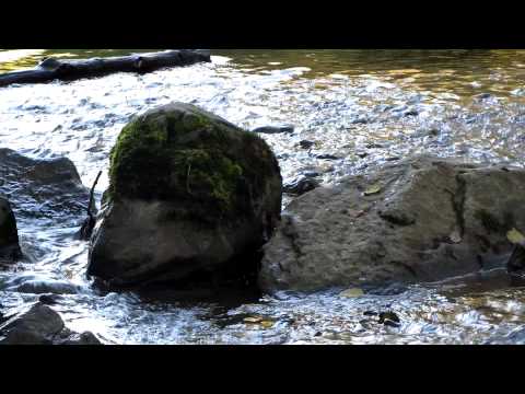 Spawning salmon in the Little Campbell river, Surrey B.C.