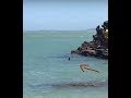 VIU Turistas Flagram Visita De Tubarão Em Praia De Búzios