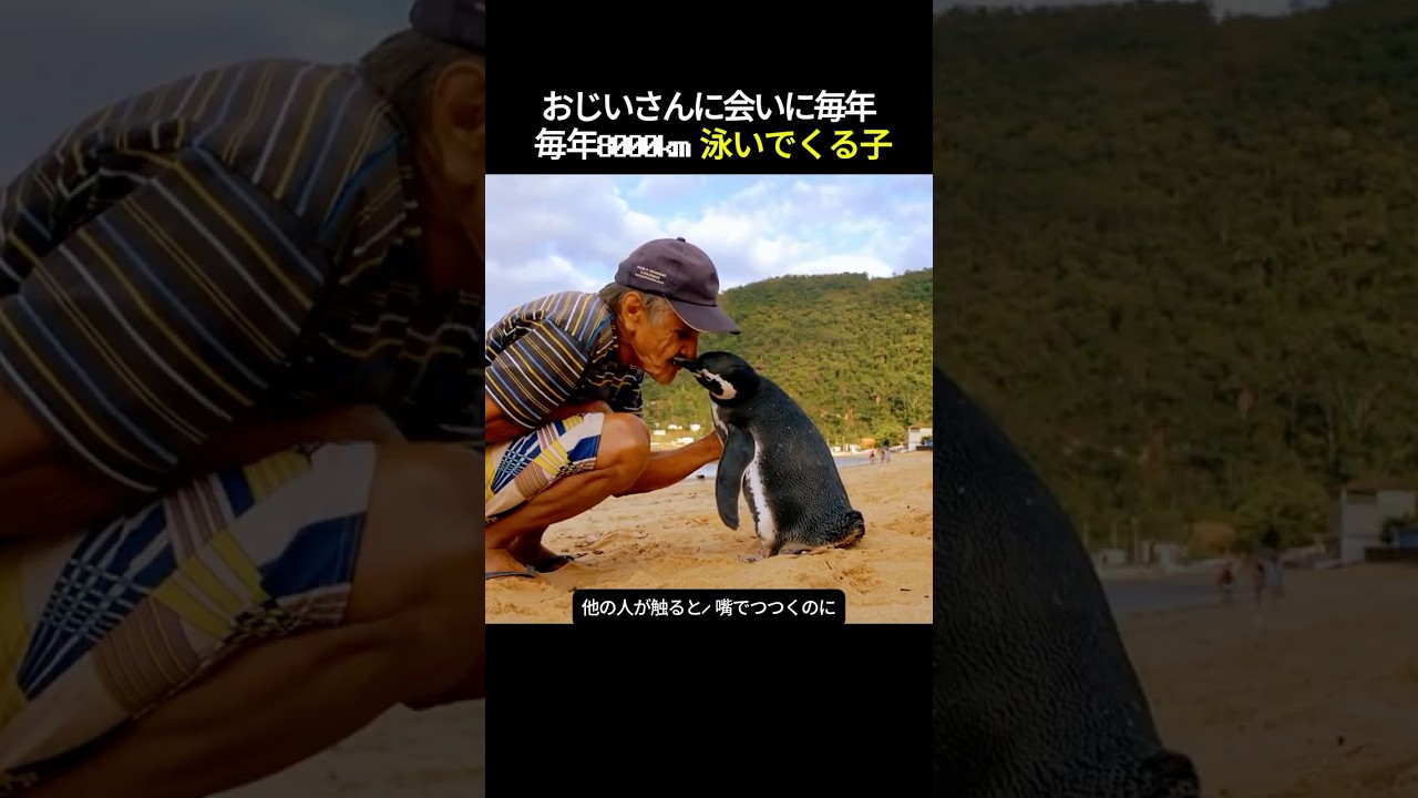 おじいさんに会いに毎年8,000km泳いでくる子 🐧#Penguin #Heartwarming #AnimalRescue #truestory