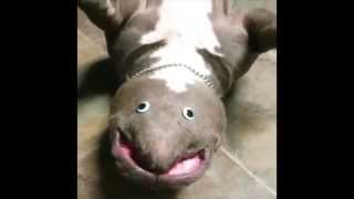 Its A Staffy Thing You Wouldnt Understand Unless You