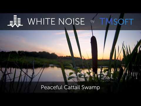 Peaceful Cattail Swamp Nature Ambience - 1hr Scenic Video