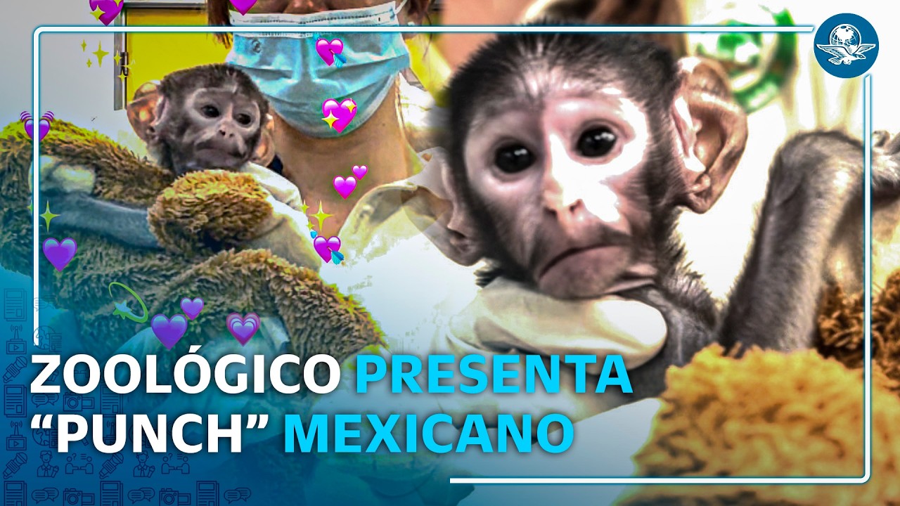 Conoce la historia de “Yuji”, ¿el “Punch” mexicano?