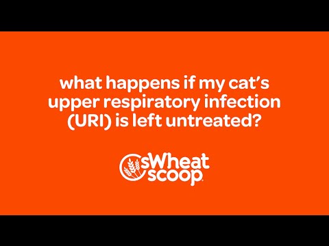 what happens if my cat’s Upper Respiratory Infection (URI) is left untreated?