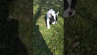 Video preview image #1 French Bulldog Puppy For Sale in AM FALLS, ID, USA