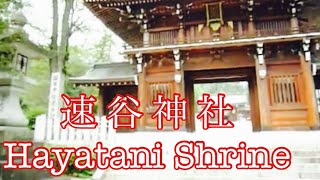 preview picture of video 'A large outer main gate! Historical and Traditional building! Hayatani shinto shrine(速谷神社) Part2'