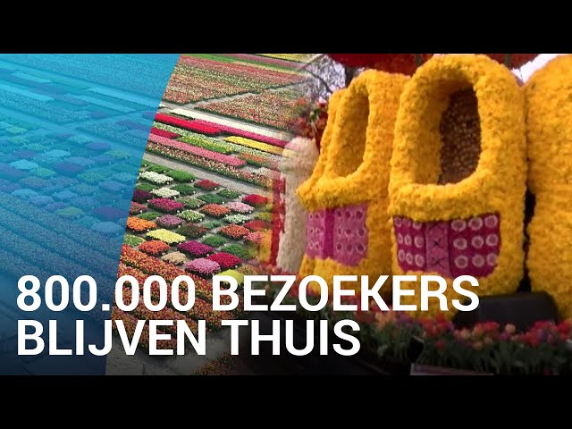 Video Uitspraak van Bollenstreek in Nederlandse
