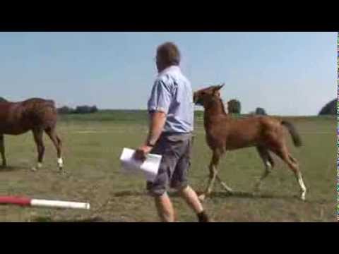 Fohlenprämierung Tengling (Pferdezuchtverband Oberbayern) - Hengstfohlen/Stutfohlen