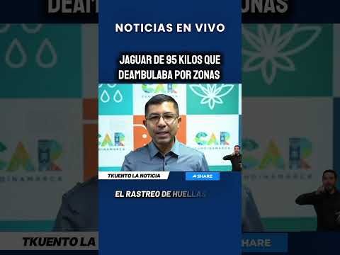 En cundinamarca rescató a un jaguar de 95 kilos que deambulaba por zonas #tkuentolanoticia #noticia