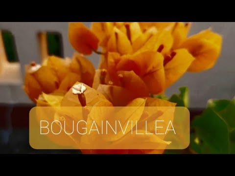 BOUGAINVILLEA/PAPER FLOWER
