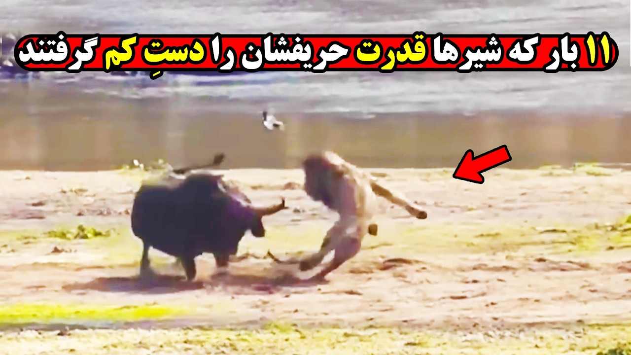لحظات دیده نشده ای که حیوانات رحمشان را در مقابل شیر کنار گذاشتند