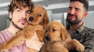 The Puppies' New Owners Are Here...