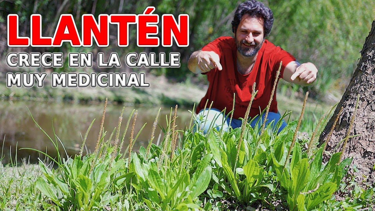 How to take PLANTAIN for health? What is it used for?