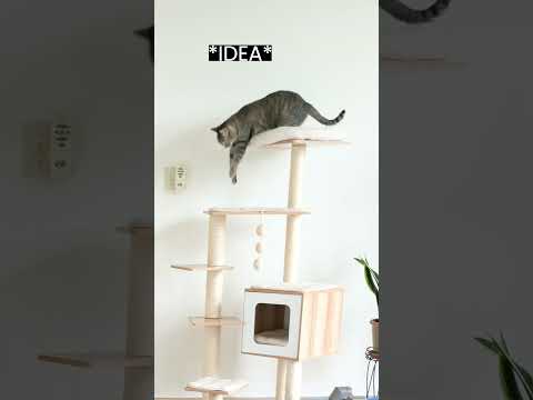 Cat Plays a Prank on the Dog