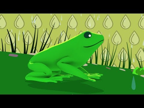La Grenouille qui se Mouille