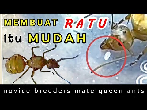 CARA MEMBUAT RATU SEMUT RANGRANG PEMULA ‼️