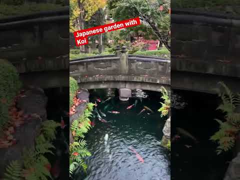 bassin-jardin-pierre-déco-fleurs-grenouille-artisanale