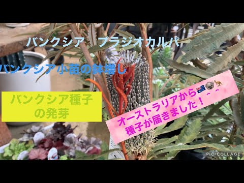 バンクシア プリオノート