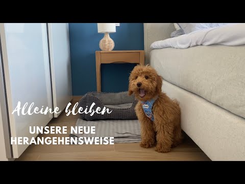 Hund alleine lassen trainieren - Meine Erfahrung als Welpe | Toy Pudel Lotti