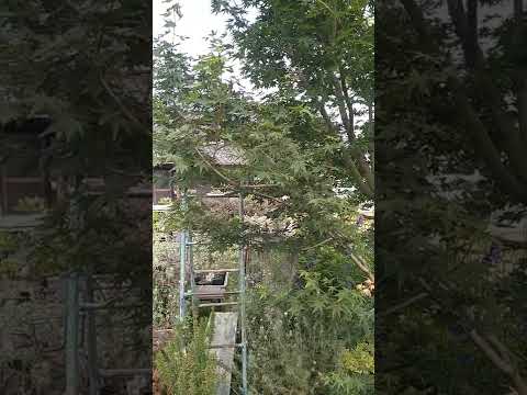 イロハモミジ「オレンジドリーム」 植物