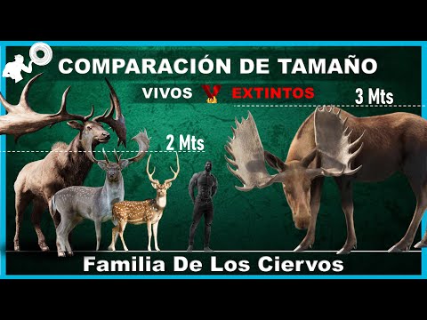 , title : 'COMPARACIÓN DE TAMAÑO, Todas Las ESPECIES de CIERVOS Desde El Más Pequeño Al Más GRANDE'