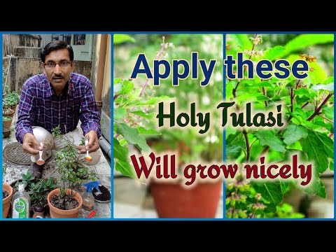 YouTube video about: How to dispose dried tulsi plant?