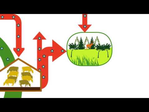 Ecologie   cycle biogéochimique