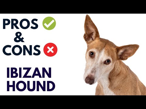 Ibizan Hound Pros and Cons | Ibizan Hound Advantages and Disadvantages #AnimalPlatoon