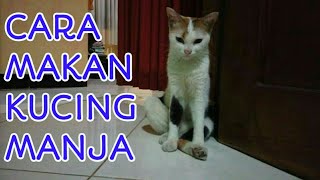 KUCING PASAR HAMPIR MATI BERUBAH JADI KUCING MANJA