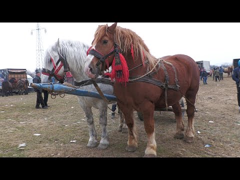 Caii lui Dani și Florin de la Șugatag - Maramureș 2022