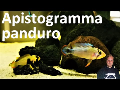 PANDUROS-ZWERGBUNTBARSCH - Apistogramma panduro im Wohnzimmeraquarium
