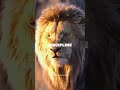 Attitude Lion King Shorts