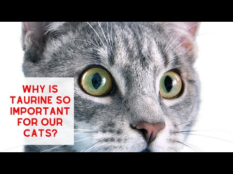 Why TAURINE is so important for our Cats!