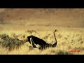 Ostrich Laying Eggs