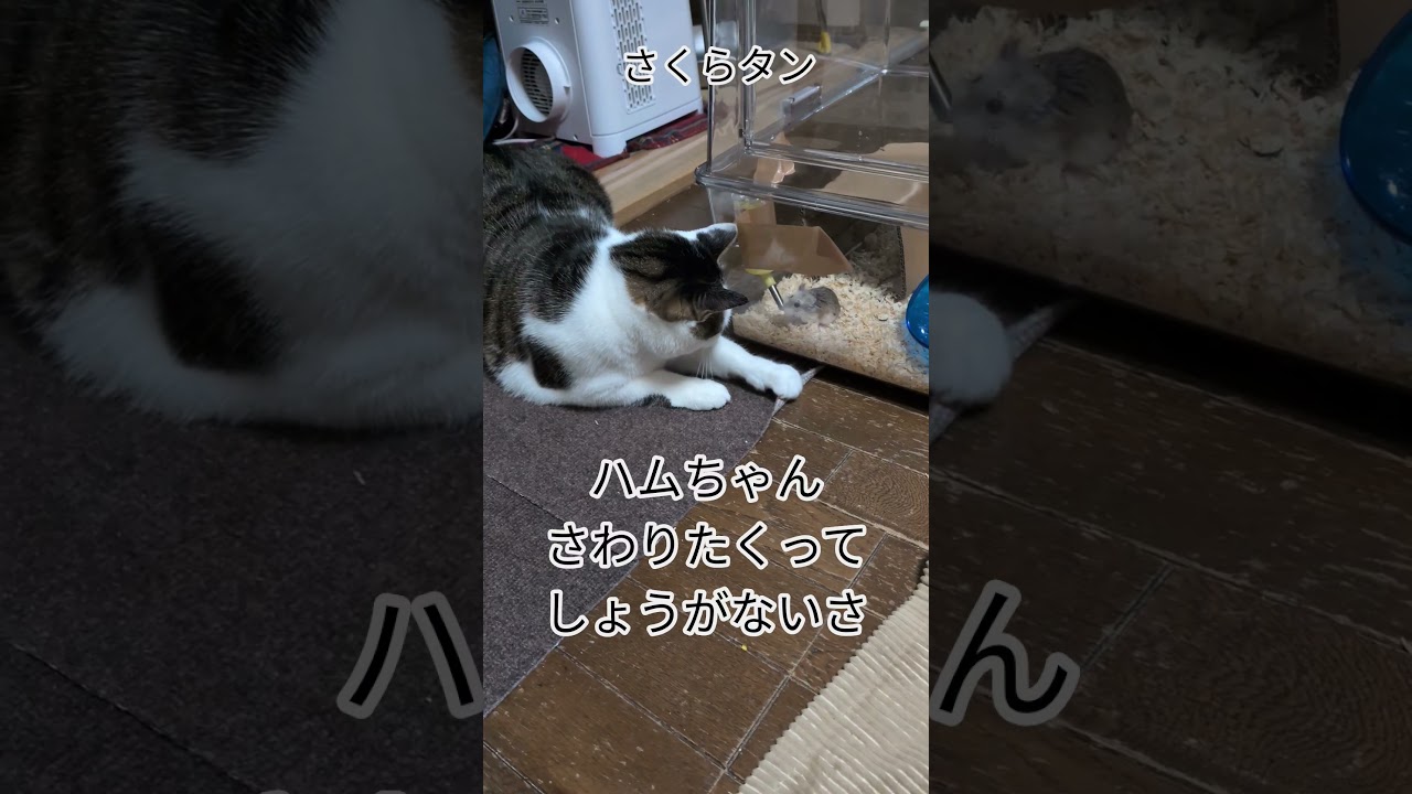 #さくらタン #ハムちゃんハウスデカい #かわいい #触りたい