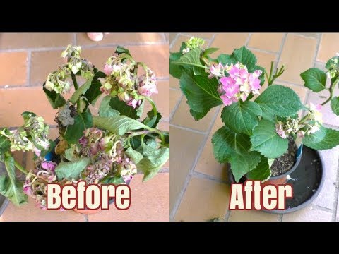 How to Bring A Plant Back To Life in 12 Hours