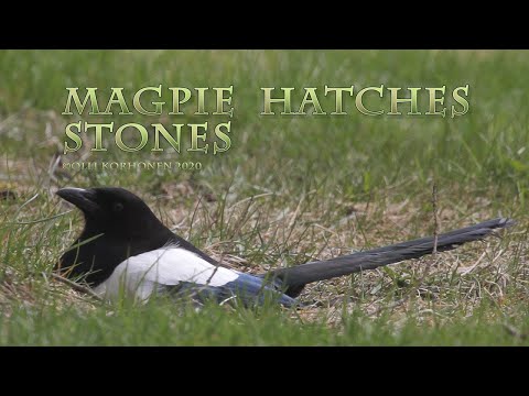 Magpie Hatching Stones ¬- TWICE