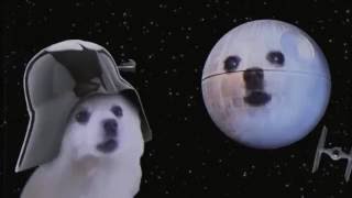 Dog sings Star Wars theme