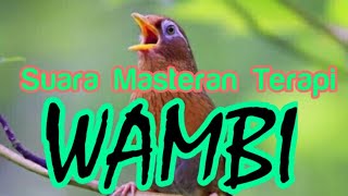 Download lagu Masteran Wambi Gacor Full Isian Paling Bagus Untuk Terapi mp3 Download lagu Masteran Wambi Gacor Full Isian Paling Bagus Untuk Terapi mp3