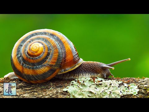 Beautiful Snails! #2 🐌 Best Relaxing Music & Amazing Nature Scenery