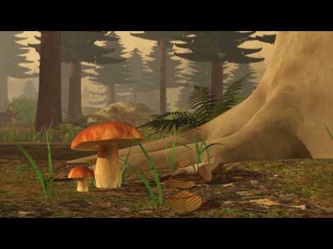 Mykorrhiza: Was Pilz und Pflanze verbindet