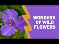 Wonders of Pennsylvania Wildflowers